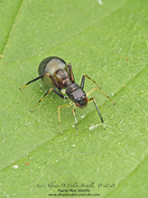 slender ant mimicking jumping spider