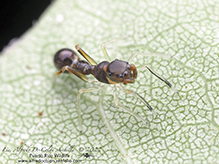 slender ant mimicking jumping spider