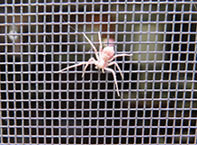 slow running crab spider 06