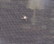 slow running crab spider 07