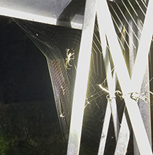 Click to enlarge stretch spider 19