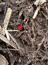 true velvet mite (Trombidium sp.) 04
