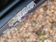 true velvet mite (Trombidium sp.) 06