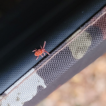 true velvet mite (Trombidium sp.) 07