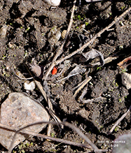 true velvet mite (Trombidium sp.) 09