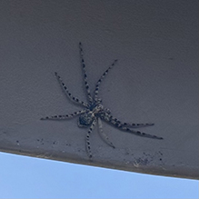 Click to enlarge turf running spider 04