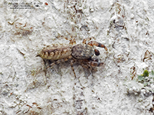 Wheeler's thick-legged jumping spider - Featured photo