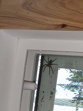 Click to enlarge wolf spider (family Lycosidae) 07