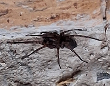 Click to enlarge wolf spider (family Lycosidae) 13