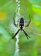 yellow garden spider 01