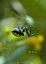 yellow garden spider 03