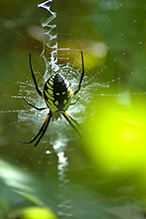 yellow garden spider 04