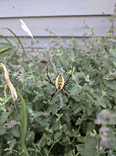 yellow garden spider 05