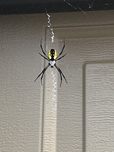 yellow garden spider 07