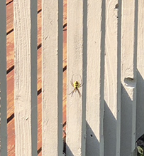 yellow garden spider 08
