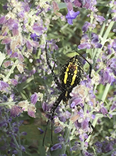 yellow garden spider 09
