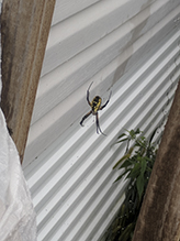 yellow garden spider 10