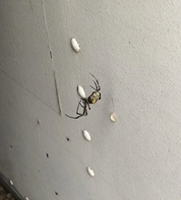 yellow garden spider 11