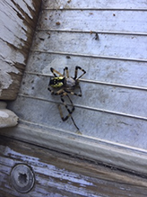 yellow garden spider 18
