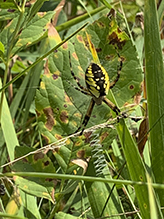 yellow garden spider 20