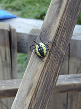 yellow garden spider 22