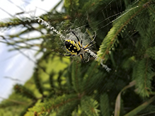 yellow garden spider 23
