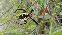 yellow garden spider 26