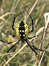 yellow garden spider - Featured photo