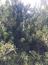 yellow garden spider 32