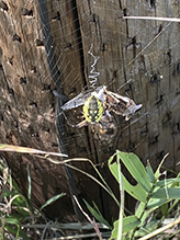 yellow garden spider 34