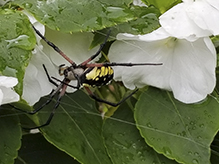 yellow garden spider 38