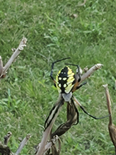 yellow garden spider 40