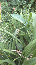 yellow garden spider 44