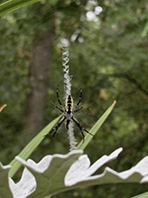 yellow garden spider 45