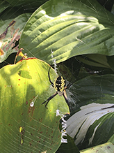 yellow garden spider 52