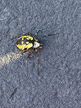 yellow garden spider 58