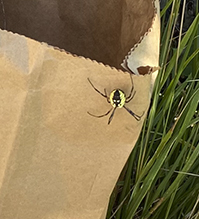 yellow garden spider 59
