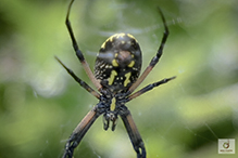 yellow garden spider 63