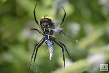 yellow garden spider 64