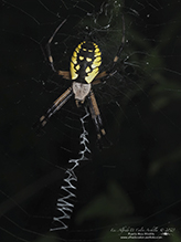yellow garden spider 65