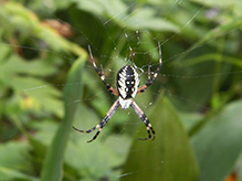 yellow garden spider 70