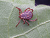 American dog tick
