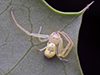 American green crab spider