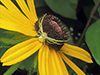 American green crab spider