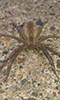 American nursery web spider