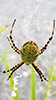 banded garden spider