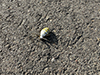 banded garden spider
