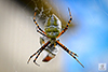 banded garden spider