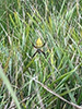banded garden spider