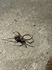 barn funnel weaver